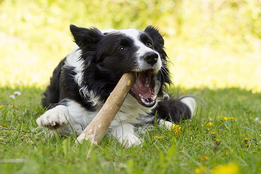 Bellepet Kaffeeholz-Kaustab
