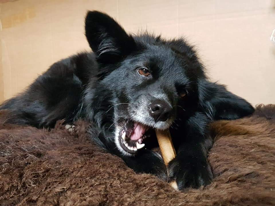 Bellepet Käse-Kauknochen