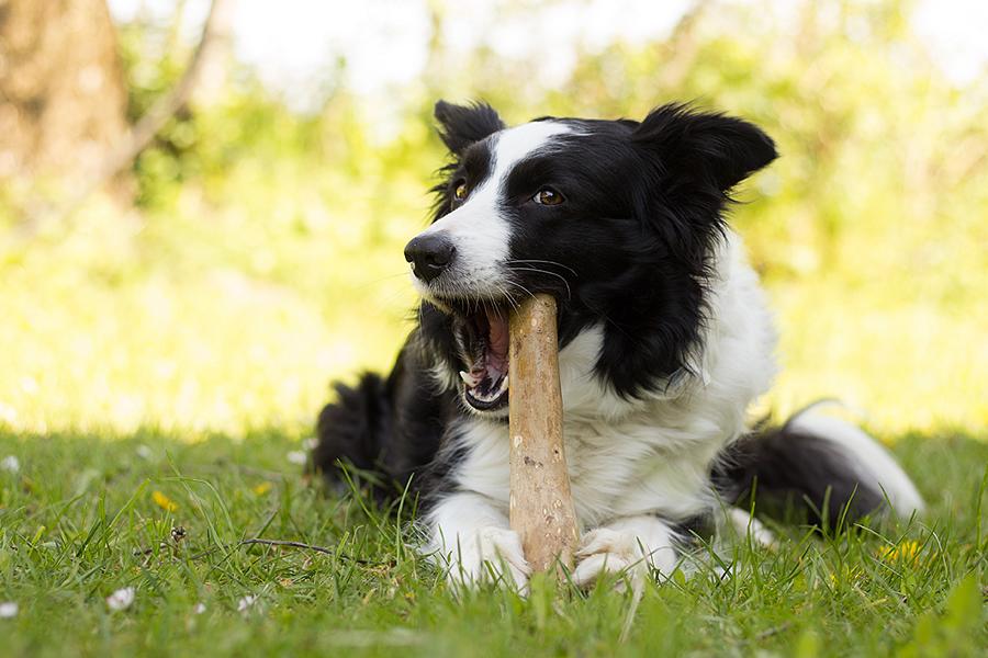 Bellepet Kaffeeholz-Kaustab