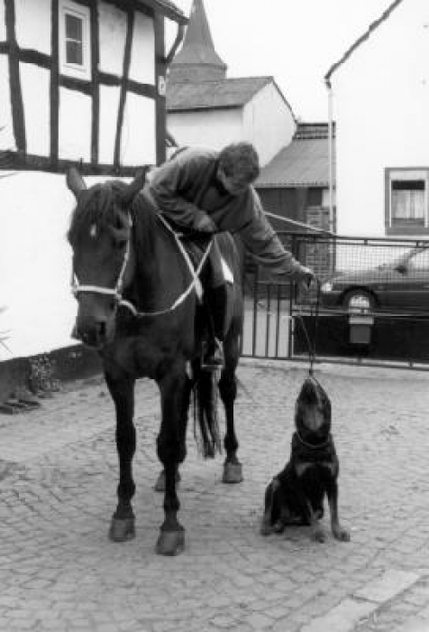 Merothische Reiterleine