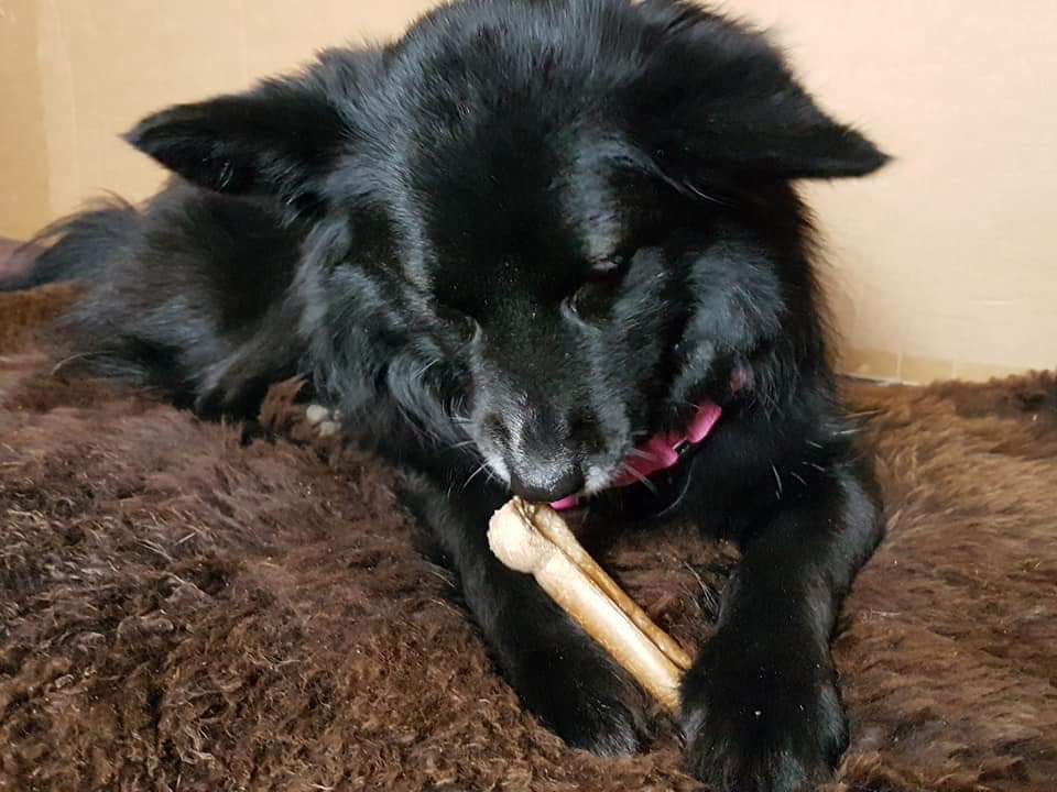 Bellepet Käse-Kauknochen