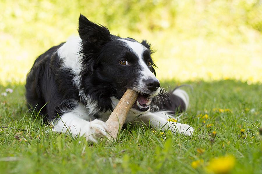 Bellepet Kaffeeholz-Kaustab